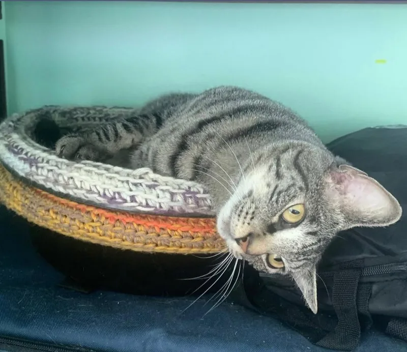 An adult large-sized female Domestic Short Hair cat named Jackie for adoption in Largo, FL
