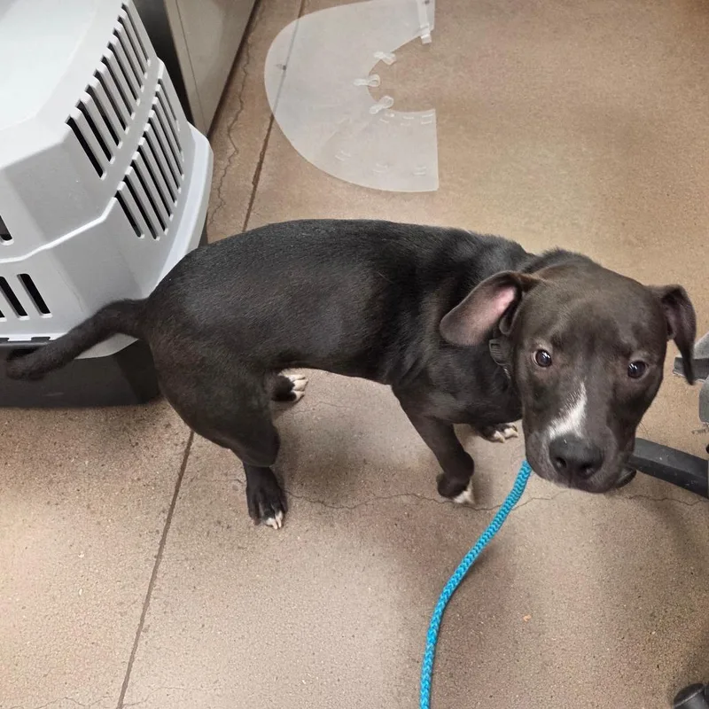 A young medium-sized male Black Mixed Breed dog named Miles for adoption in Chattanooga, TN
