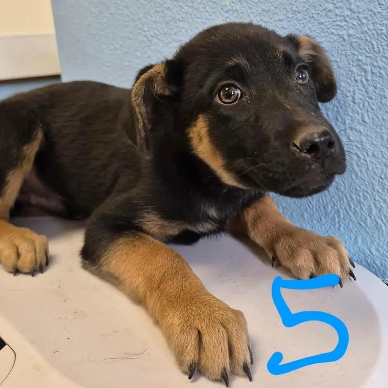 A baby medium-sized male Black Mixed Breed dog named Kerby for adoption in Austin, TX