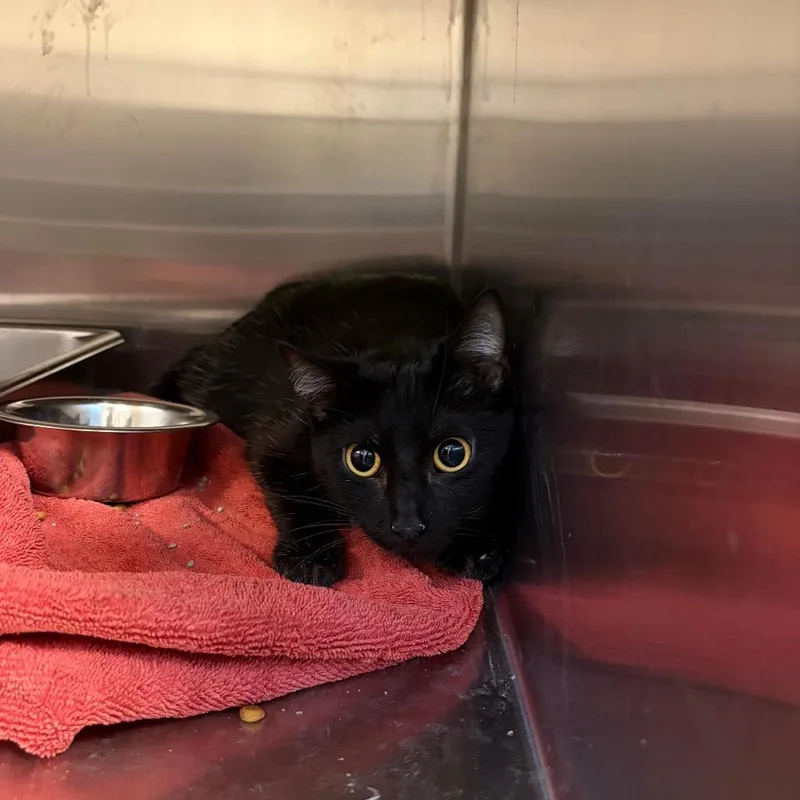 An adult medium-sized female Black Domestic Short Hair cat named Quilla for adoption in Council Bluffs, IA