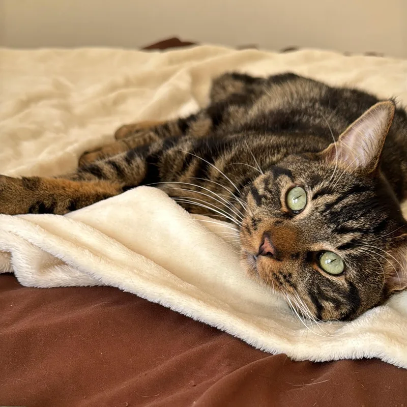 A young medium-sized male Tabby (Brown / Chocolate) Domestic Medium Hair cat named Ferrero for adoption in Brooklyn, NY