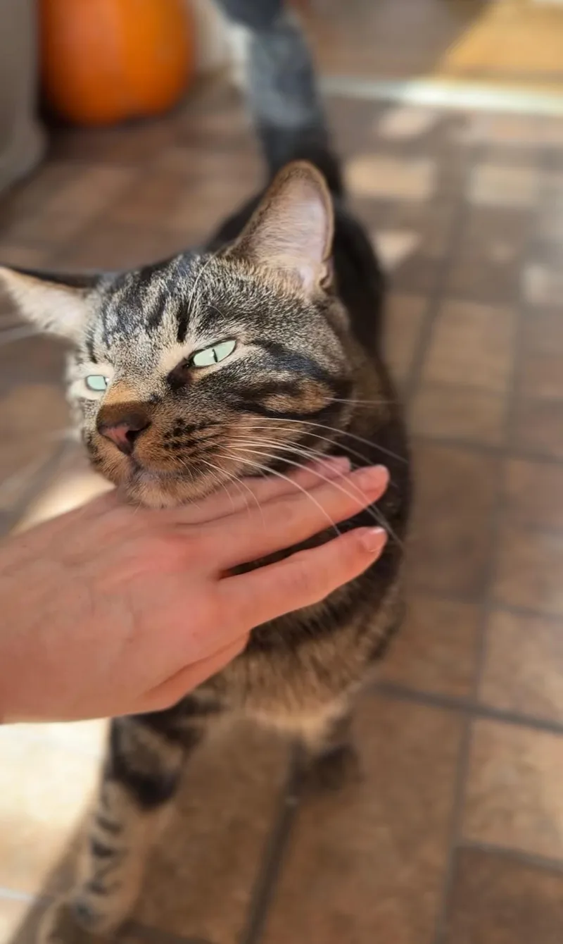 Ferrero thumbnail 4