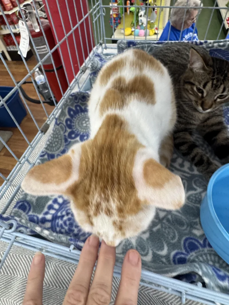 A young small-sized male Domestic Short Hair cat named Zephyr for adoption in CRYSTAL RIVER, FL