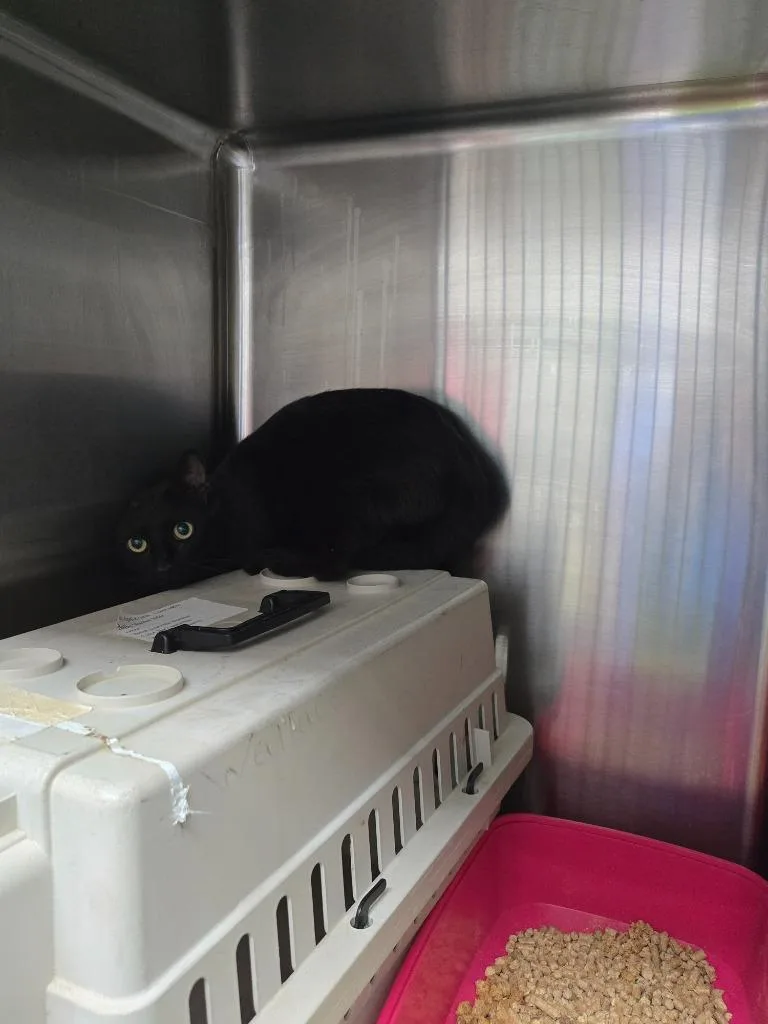 A young medium-sized male Domestic Short Hair cat named Lilly for adoption in Mount Gilead, NC
