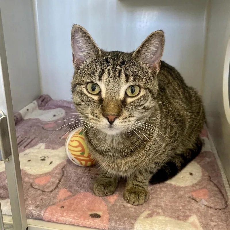 A young medium-sized male Brown / Chocolate Domestic Short Hair cat named Blade for adoption in Wheeling, IL