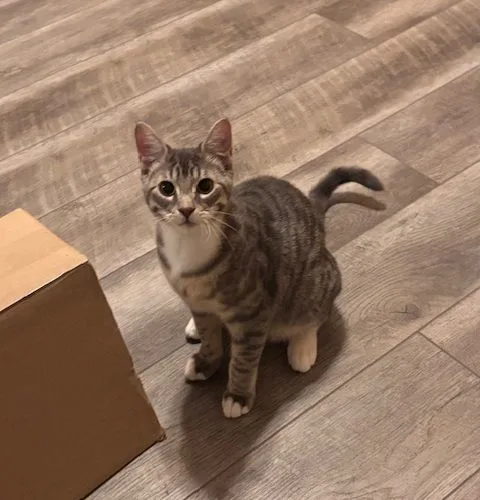 A baby medium-sized male Tabby (Gray / Blue / Silver) Domestic Short Hair cat named Rhythmic Blue for adoption in Redmond, WA