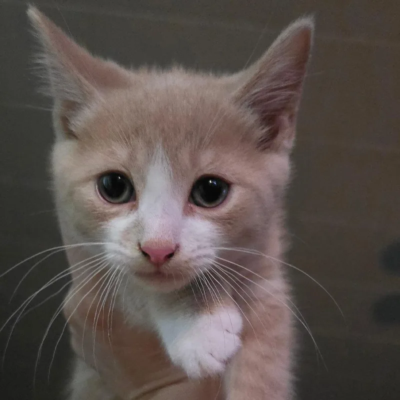 A baby small-sized male Buff / Tan / Fawn Domestic Short Hair cat named Razi for adoption in Watertown, NY