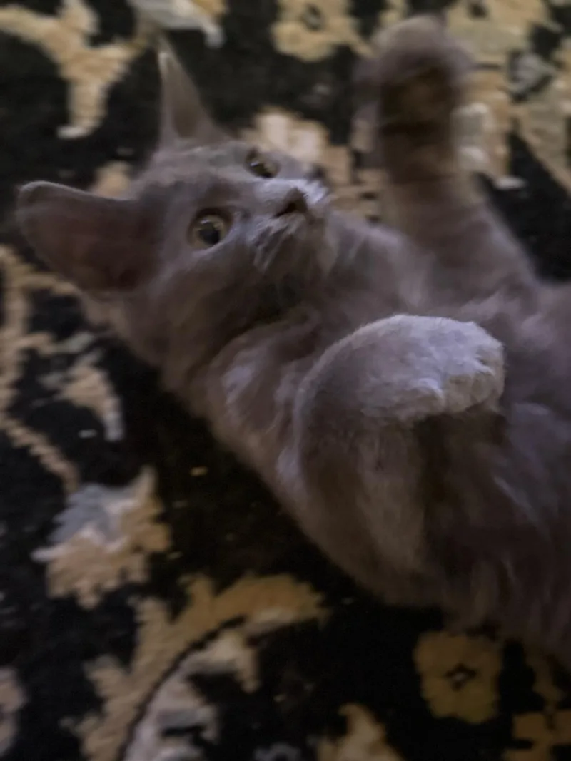 A baby small-sized female Gray / Blue / Silver Domestic Medium Hair cat named Mystic Rose for adoption in Charlestown, NH