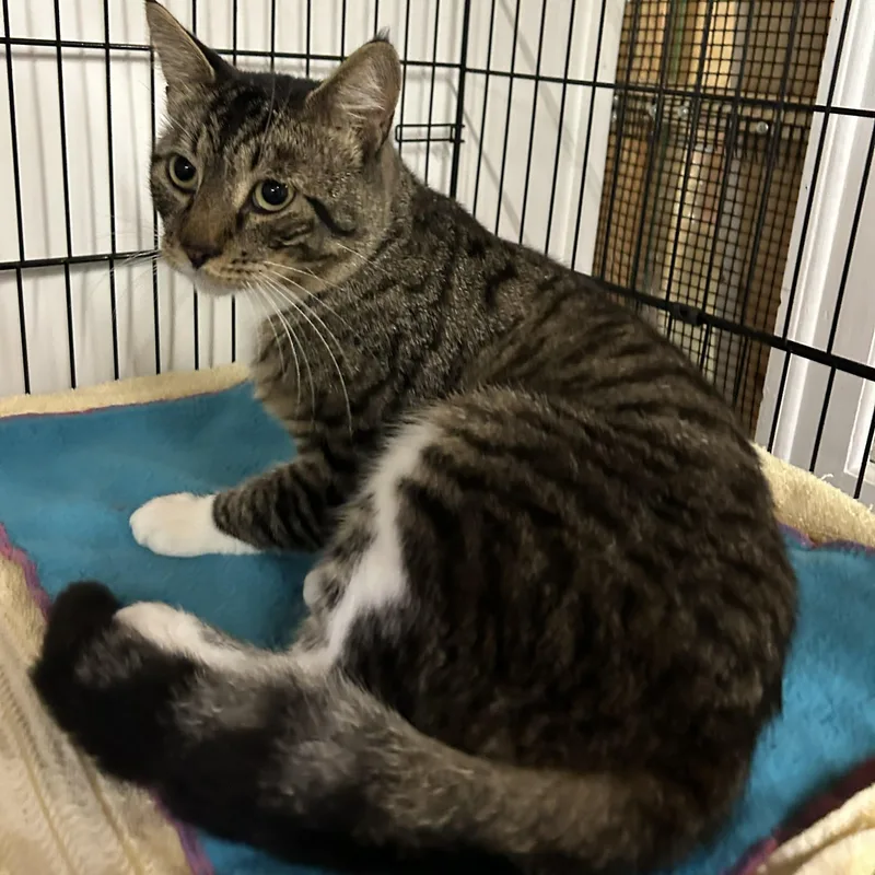 An adult medium-sized male Tabby (Tiger Striped) Domestic Short Hair cat named Captain for adoption in Wells, ME