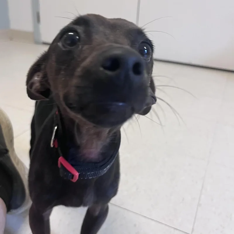An adult small-sized male Bicolor Chihuahua dog named Alfie for adoption in West Jefferson, OH