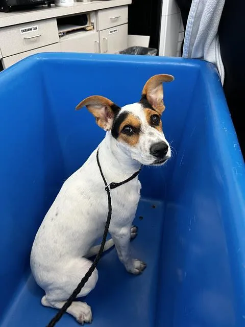 A young large-sized female Mixed Breed dog named Michelle for adoption in Dallas, TX