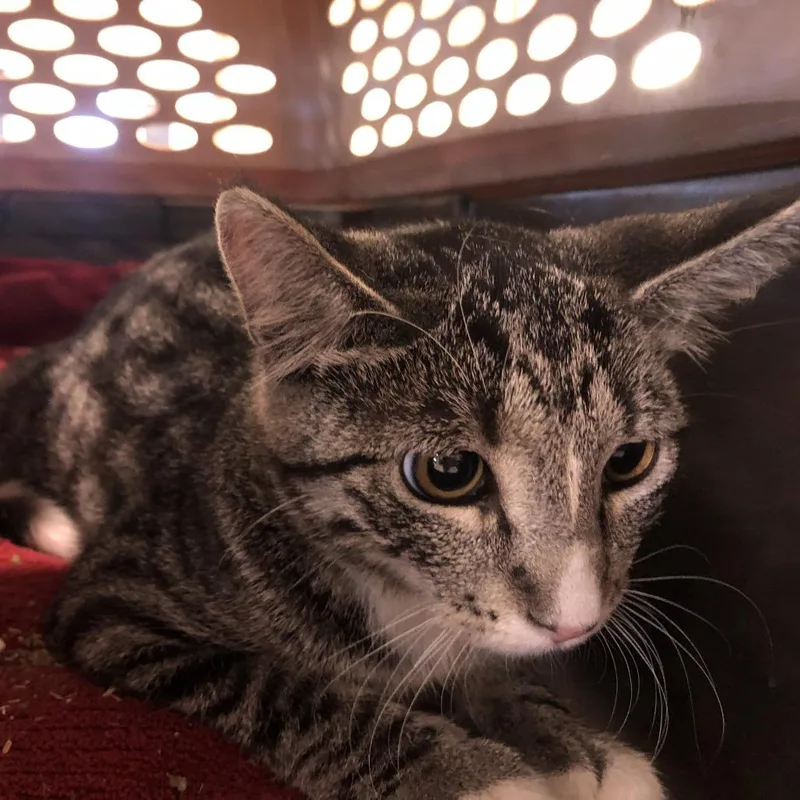 A young small-sized female Gray / Blue / Silver Domestic Short Hair cat named Anise for adoption in Saint Louis, MO