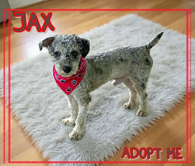 Jax thumbnail 2