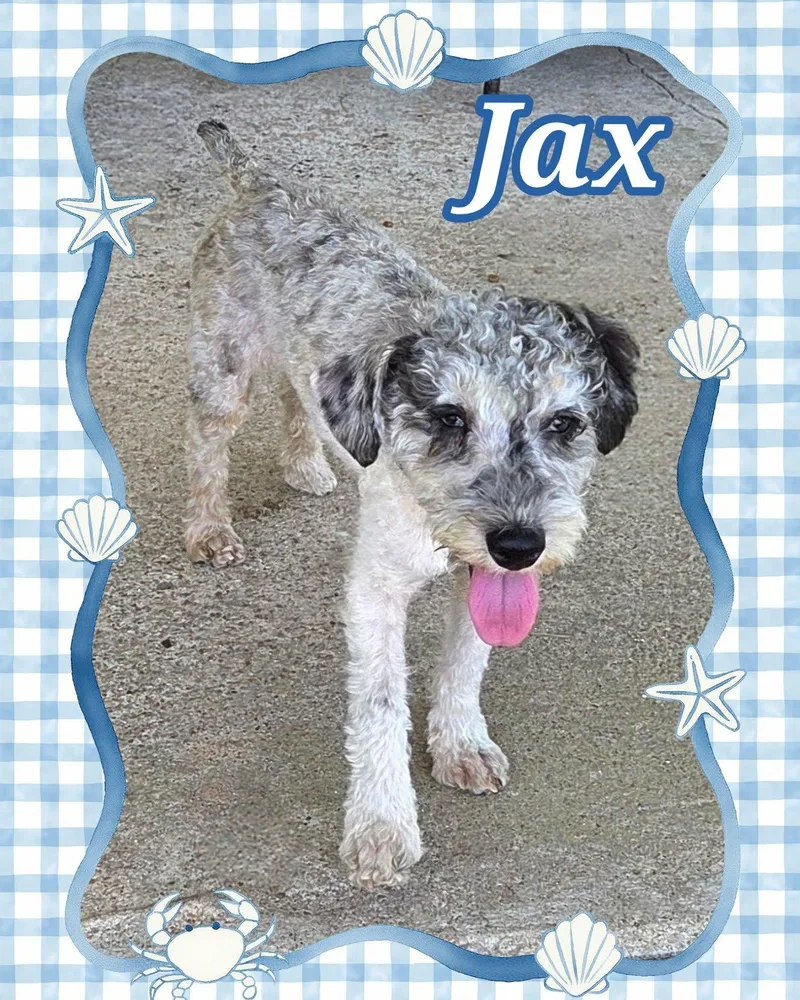 Jax thumbnail 3