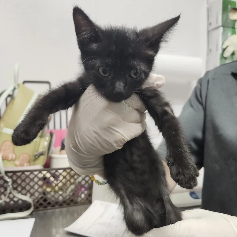 A baby small-sized female Black Domestic Short Hair cat named Fiji for adoption in Clearwater, FL
