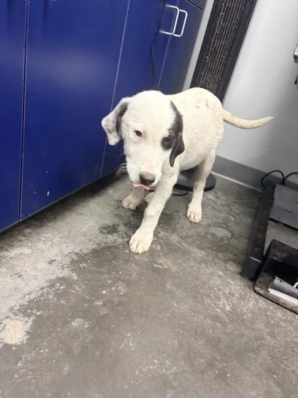A young medium-sized female Hound dog named B Carly for adoption in North Charleston, SC