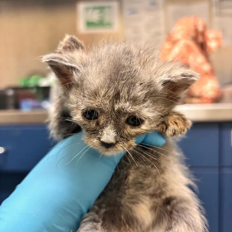 A baby small-sized female Tortoiseshell Domestic Short Hair cat named Betty Spaghetty for adoption in Lynchburg, VA