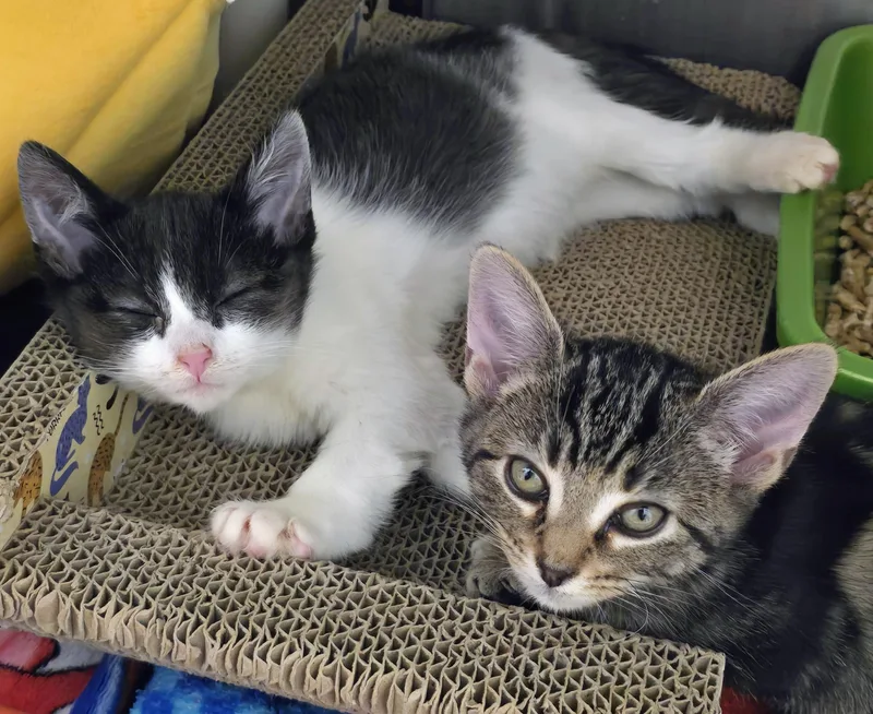 A baby medium-sized female Tabby (Brown / Chocolate) Domestic Short Hair cat named Sally & Scrappy for adoption in Amityville, NY