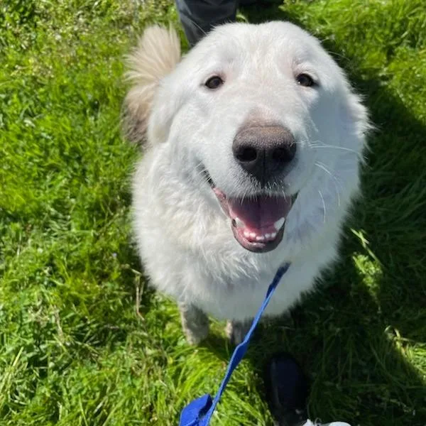 An adult large-sized female White / Cream Great Pyrenees dog named Mimi for adoption in Sonoma, CA