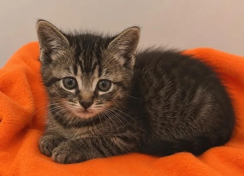A baby small-sized female Domestic Short Hair cat named Natasha for adoption in Columbia, TN