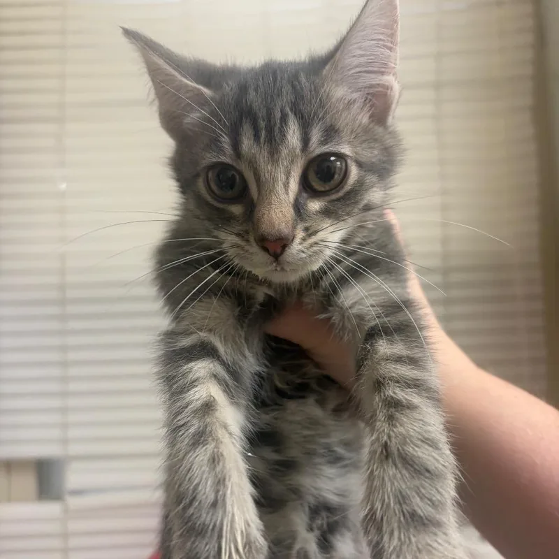 A baby small-sized female Gray / Blue / Silver Domestic Short Hair cat named Bonnie for adoption in Pekin, IL