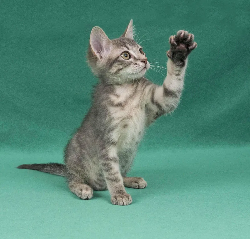 A young medium-sized female Domestic Short Hair cat named Keuka for adoption in Davis, CA
