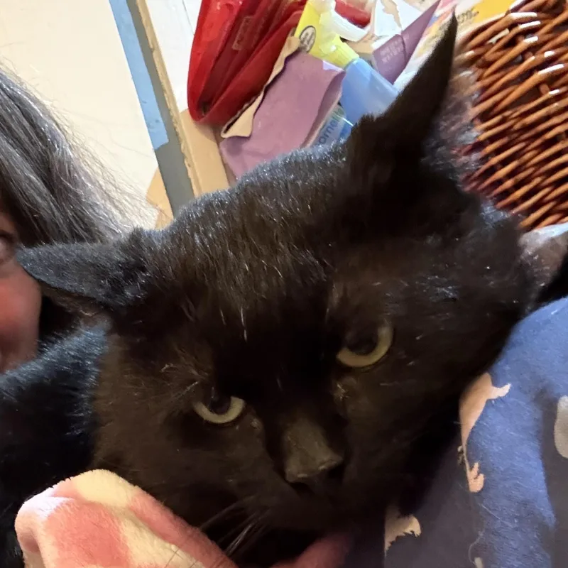 Toothless