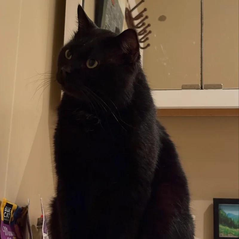 Toothless thumbnail 3