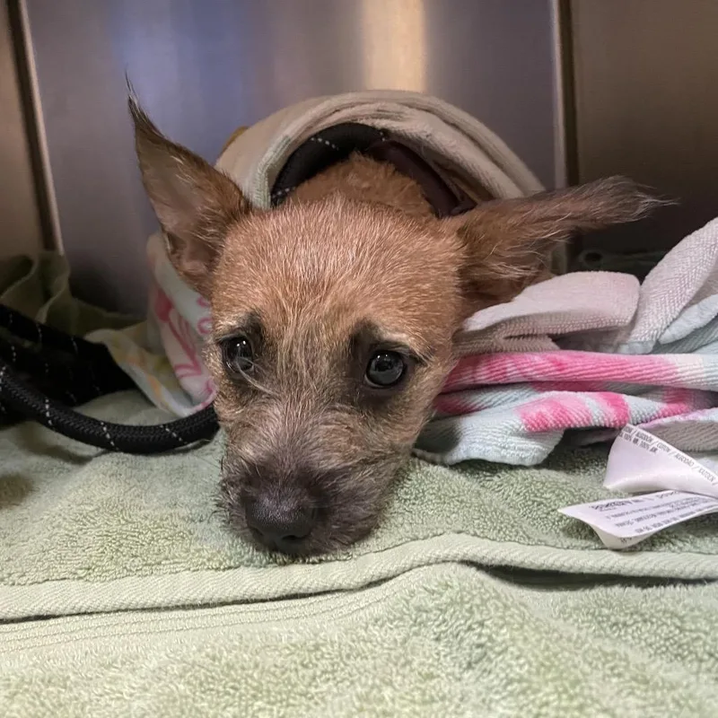 A baby small-sized female Brown / Chocolate Terrier dog named Adira for adoption in Pasadena, CA