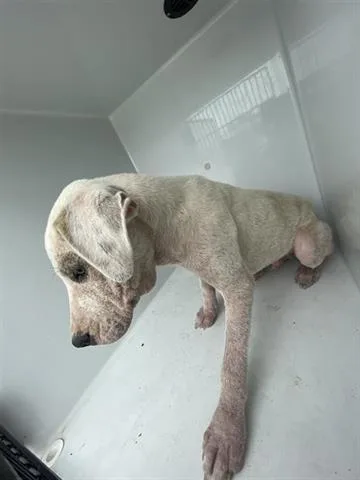 A young medium-sized male Labrador Retriever dog named A for adoption in Houston, TX