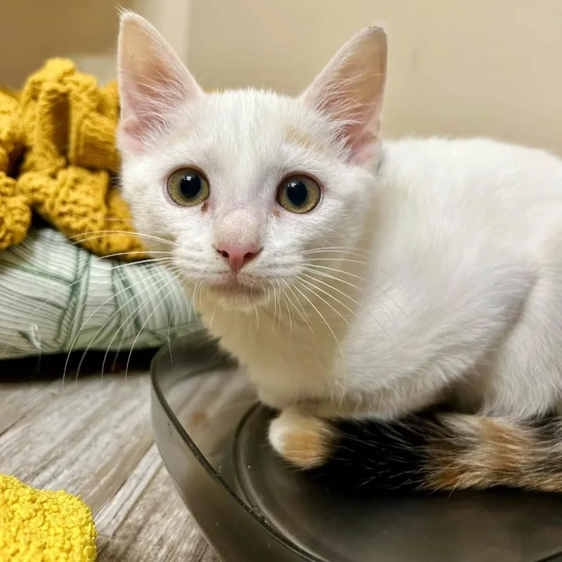 A baby small-sized female White Domestic Medium Hair cat named Morpholomew for adoption in Voorhees, NJ
