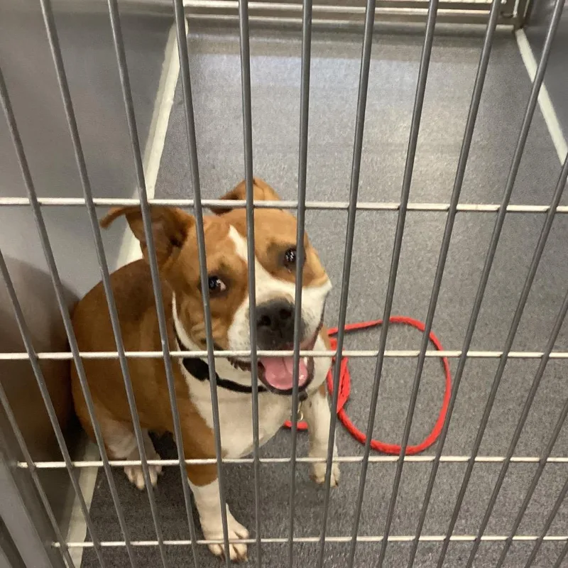 An adult medium-sized female Red / Chestnut / Orange Terrier dog named Missy for adoption in Montgomery, AL