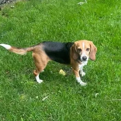 An adult small-sized female Tricolor (Brown, Black, & White) Beagle dog named Paisley for adoption in Grayslake, IL