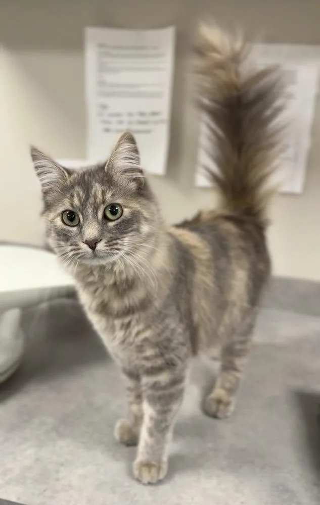 Chloe