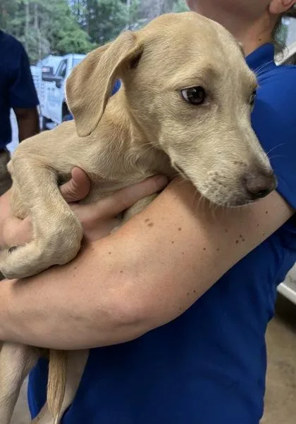 A baby large-sized male Retriever dog named Spongebob for adoption in Gainesville, FL