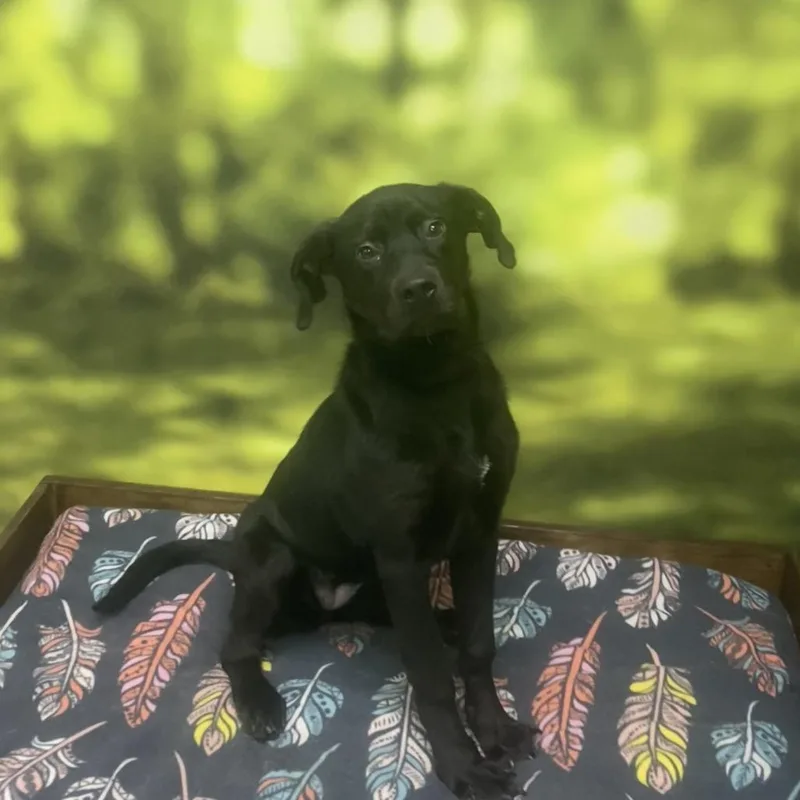 A young medium-sized female Black Mixed Breed dog named Addy for adoption in Auburn, NH