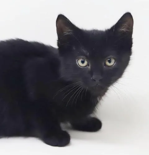 A baby small-sized male Bombay cat named Twain is a TEENY for adoption in Bedford Hills, NY