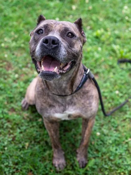 An adult large-sized female Mixed Breed dog named Bianca for adoption in Chamblee, GA