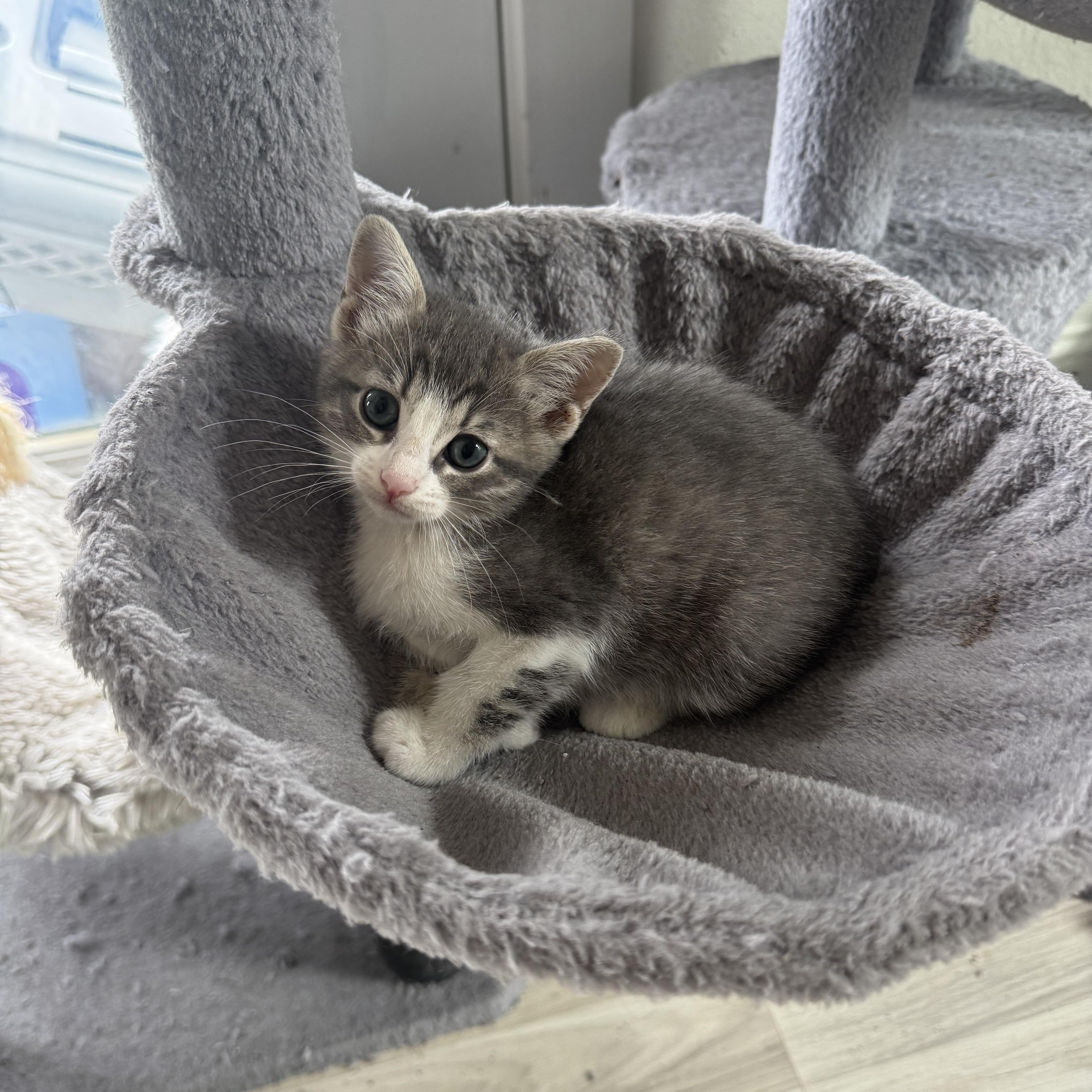 A baby small-sized female Tabby (Buff / Tan / Fawn) American Shorthair cat named Shortcake for adoption in Houston, TX