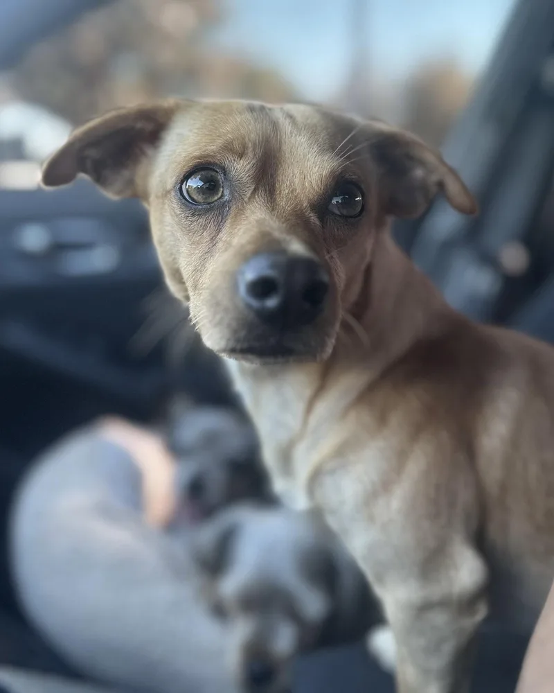 An adult small-sized male Chihuahua dog named Canelo for adoption in Corona, CA