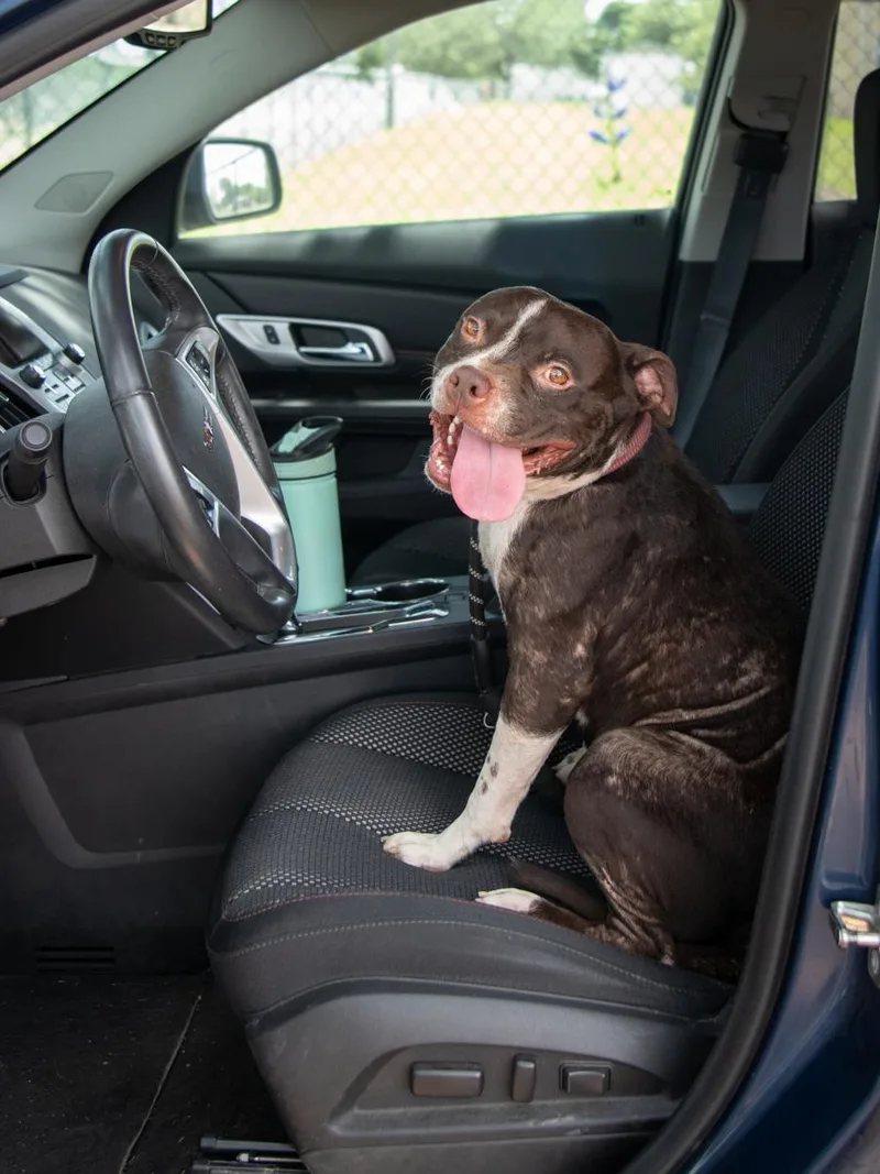A young medium-sized male Brown / Chocolate Boston Terrier dog named Scotty for adoption in La Grange, TX