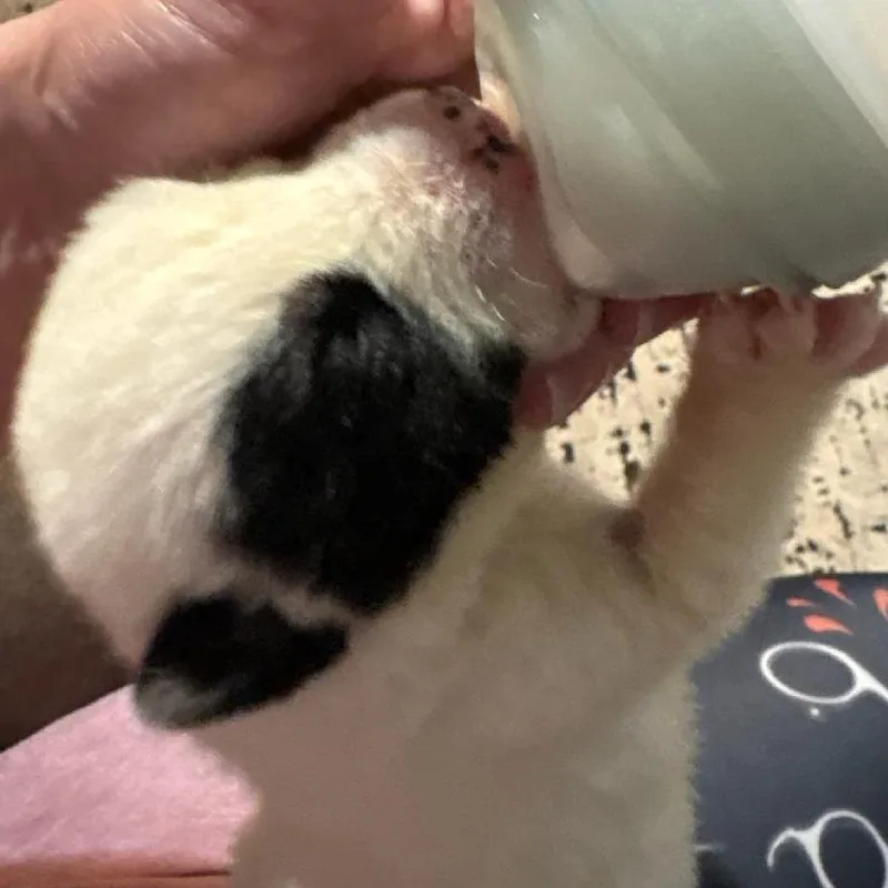 A baby large-sized male White / Cream Great Pyrenees dog named Rocky for adoption in Phoenix, AZ