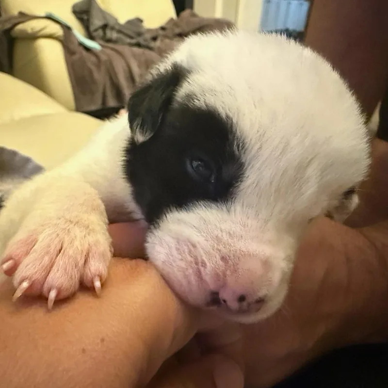 Rocky thumbnail 2