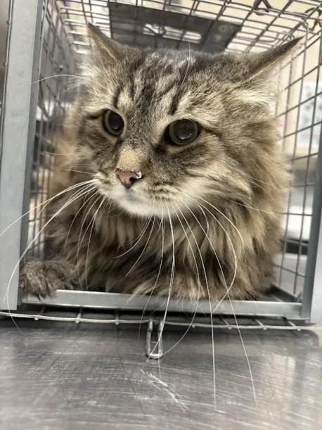 An adult small-sized male Domestic Long Hair cat named Fritze for adoption in Las Vegas, NV