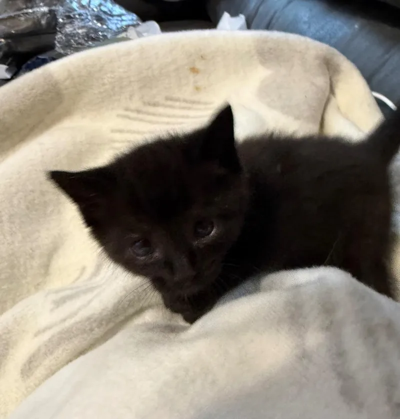 A baby small-sized female Domestic Short Hair cat named Grape Snocone for adoption in Newnan, GA