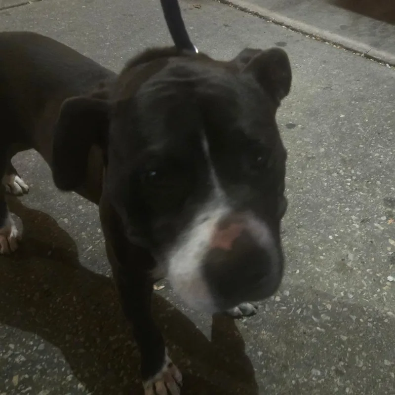 An adult medium-sized male Black Pit Bull Terrier dog named Grant for adoption in Philadelphia, PA