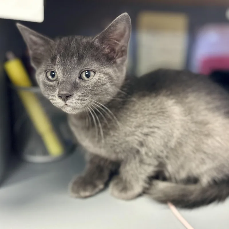 A baby small-sized male Gray / Blue / Silver Domestic Short Hair cat named Darry for adoption in Seguin, TX