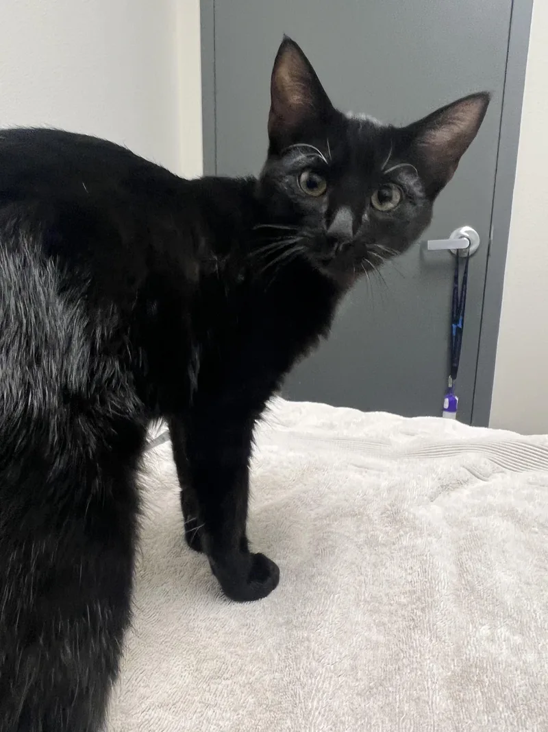 A baby medium-sized male Domestic Short Hair cat named Tater for adoption in Chico, CA