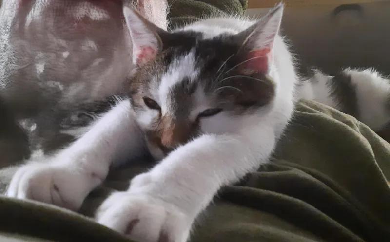 Gwenny The Spunky Little thumbnail 2