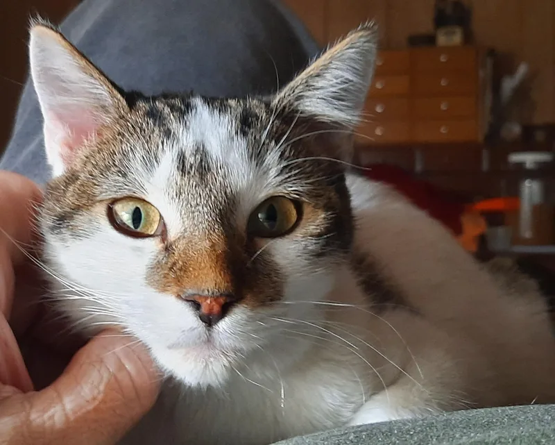 Gwenny The Spunky Little thumbnail 3